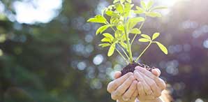 Hands Holding Small Plant